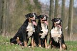 BOUVIER D'APPENZELL 043